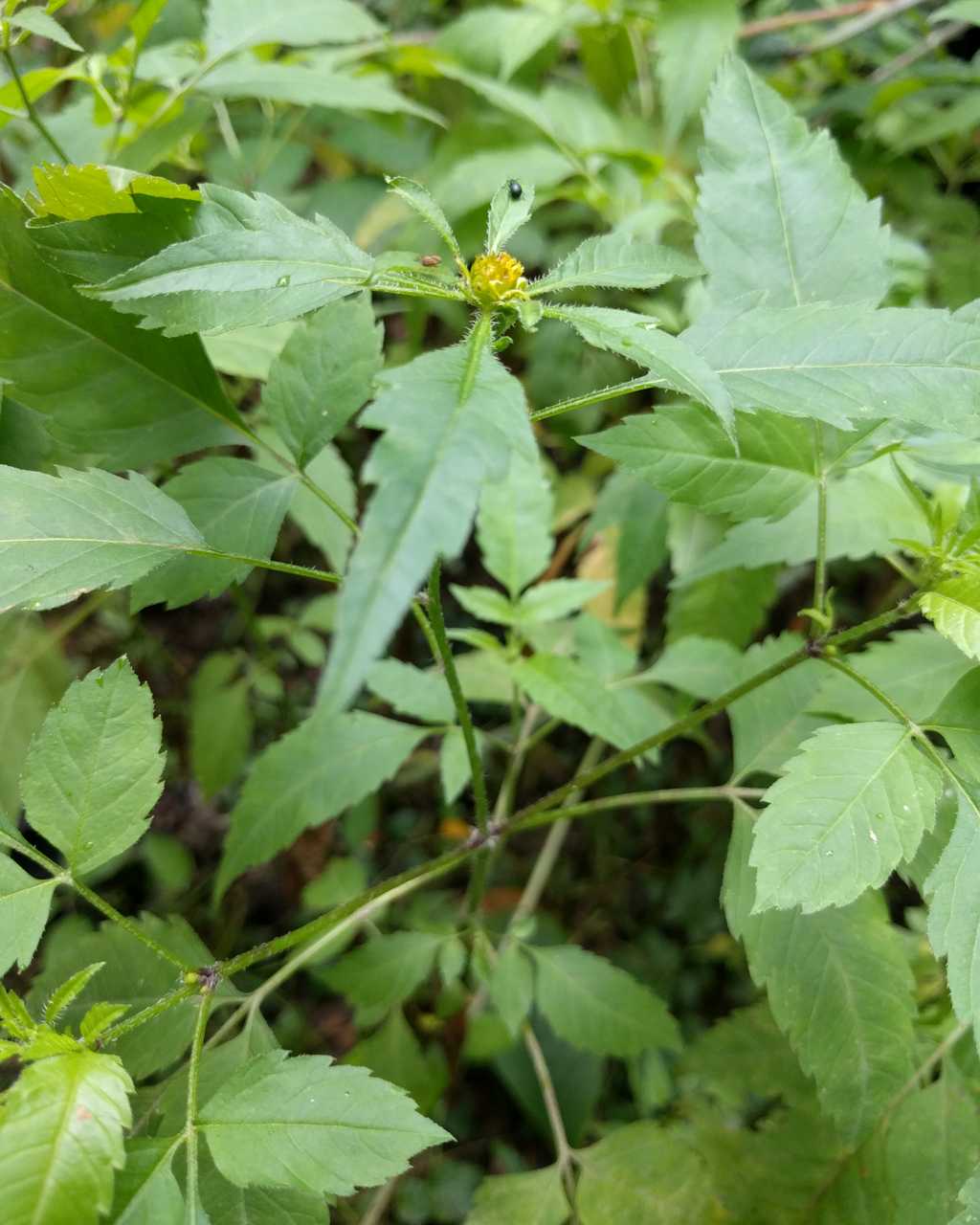 Bidens cfr. tripartita (Asteraceae)
